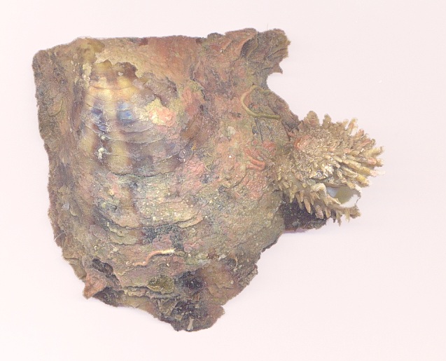isole Kerkena Chama Parvicardium Mytilaster